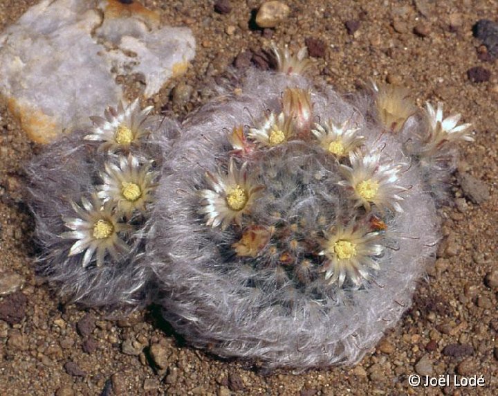 Mammillaria bocasana splendens ex multilanata JLcoll.2552